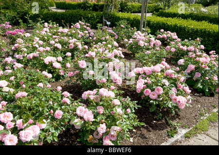 Rose de Pretty Polly 'Meitonje» Banque D'Images