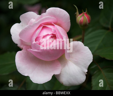 Rose anglais Geoff Hamilton par David Austin forestières Banque D'Images