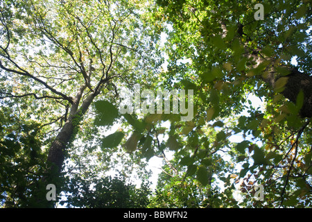 L'été du soleil filtre à travers les branches et le feuillage vert vieux de chênes se balançant dans l'ancienne forêt de bois Sydenham Banque D'Images