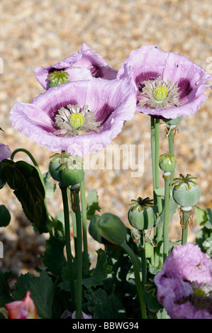 Photo en stock Banque D'Images