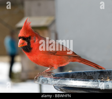 Oiseau Rouge Cardinal à station d'alimentation Banque D'Images