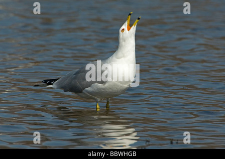 Ring-billed Gull Larus delawarensis appelant l'Est de l'USA Banque D'Images