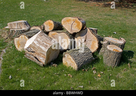 Couper les journaux de frêne Fraxinus, par Dembinsky Assoc Photo Banque D'Images