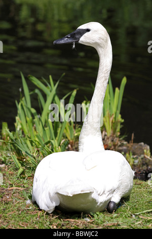 Cygne trompette (Cygnus buccinator prises à Martin simple WWT, Lancashire UK Banque D'Images