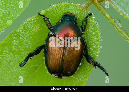 Le scarabée japonais, Popillia japonica est des Etats-Unis par Skip Moody/Dembinsky Assoc Photo Banque D'Images