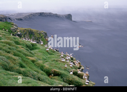 Macareux moines (Fratercula arctica sur clifftop Ingolfshofdi Islande avec zone de sable formé de sables mouvants qui séparent Banque D'Images