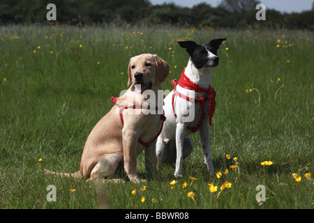 Race mixte,pur sang,chien labrador retriever Banque D'Images