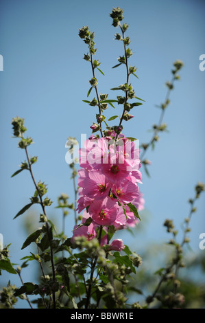 Fleurs de mauve commune rose contre le ciel bleu - Royaume-Uni Banque D'Images