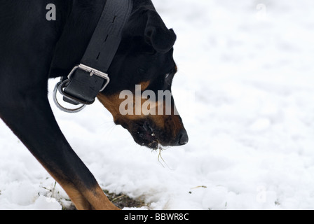 Un chien doberman noir pour la recherche des racines de l'herbe sur un fond de neige Banque D'Images