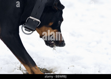 Un chien doberman noir pour la recherche des racines de l'herbe sur un fond de neige Banque D'Images