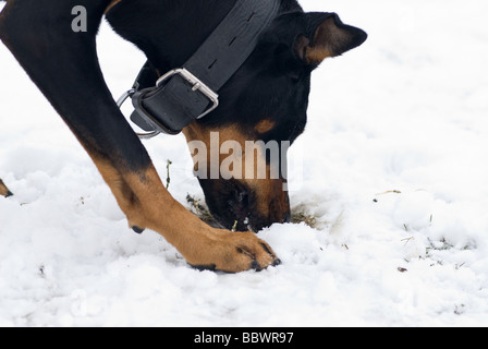 Un chien doberman noir pour la recherche des racines de l'herbe sur un fond de neige Banque D'Images