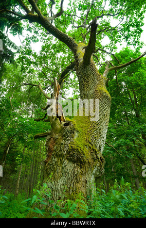 Mighty Oak dans le bois Mazurie Pologne Banque D'Images