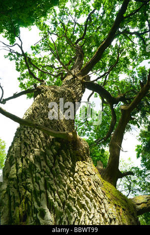 Mighty Oak dans la forêt Mazurie Pologne aRGB Banque D'Images