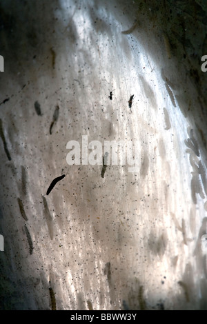 Traubenkirsche Gespinstmotte Hermine Yponomeuta evonymella Bird Cherry Allemagne Bavière Banque D'Images