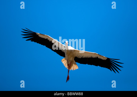 Weißstorch Cigogne blanche Ciconia ciconia en vol Allemagne Bavière Banque D'Images