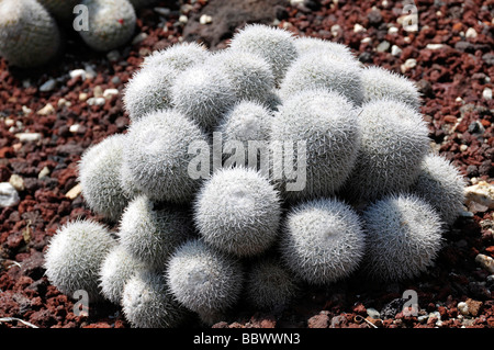 Cactus mammillaria geminispina Banque D'Images