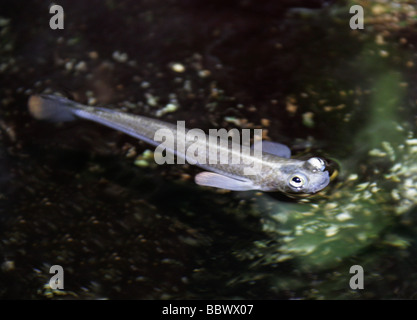 Foureyes à grande échelle ou quatre yeux, anableps Anableps, Anablepidae Banque D'Images