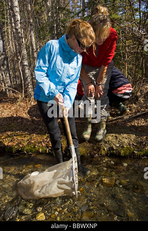 Groupe d'enfants à la découverte d'invertébrés dans un ruisseau, la nutrition pour les jeunes saumons de roi, ou Chinook salmon fry, Yukon Outdoor Sch Banque D'Images