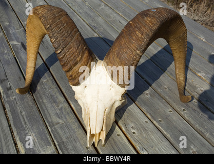 Le mouflon de Dall, Ovis dalli crâne Ram dalli, homme, de cornes, d'environ 7 ans, le Territoire du Yukon, Canada, Amérique du Nord Banque D'Images