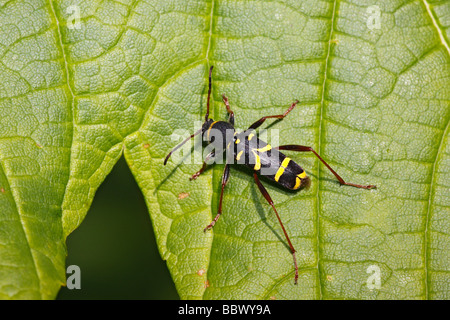 Beetle assis sur une feuille d'érable, Wasp beetle (Clytus arietis) Banque D'Images