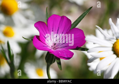 Violet floraison nielle des blés (Agrostemma githago) parmi les marguerites lune blanche de la marguerite (Leucanthemum vulgaris) Banque D'Images