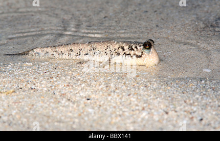 Un mudskipper sur la rive, ces poissons peuvent rester hors de l'eau pendant une longue période Banque D'Images