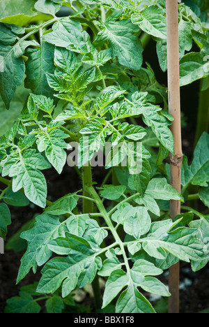 Jeune plant de tomate de plus en plus à remous Banque D'Images