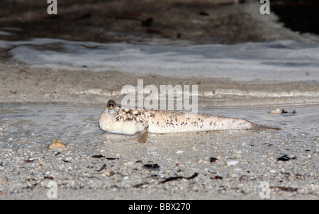 Un mudskipper sur la rive, ces poissons peuvent rester hors de l'eau pendant une longue période Banque D'Images