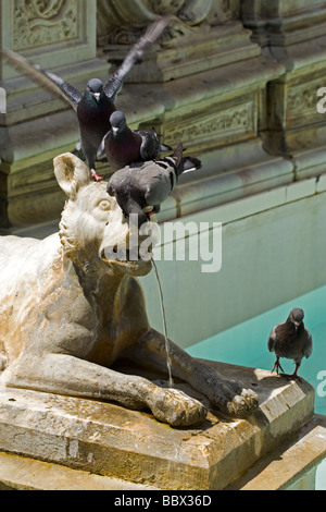 Détail de Fonte Gaia avec les pigeons à Piazza del Campo, Sienne, Italie Banque D'Images