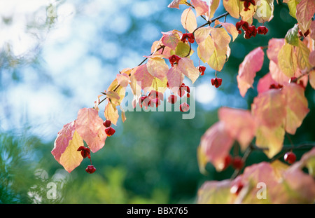 Feuilles gros plan Banque D'Images