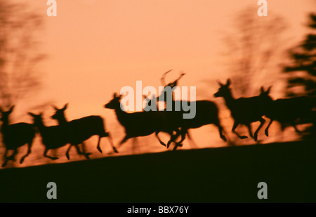 Silhouette de deer running Banque D'Images