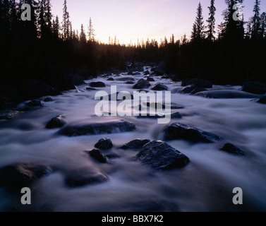 Au milieu d'arbres de flux Banque D'Images