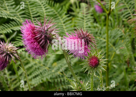 Musk thistle Carduus nutans Asteraceae UK Banque D'Images