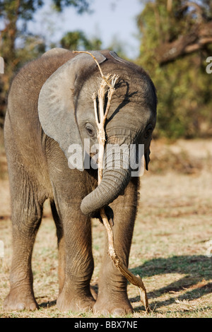 L'éléphant d'Afrique Loxodonta africana jeune veau jouer avec arbre branche Afrique du Sud Afrique subsaharienne Dist Banque D'Images