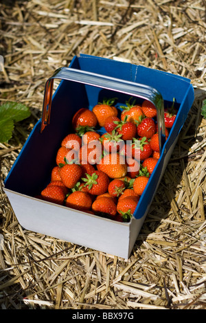 Punnett un de fraises fraîchement cueilli sur le terrain Banque D'Images