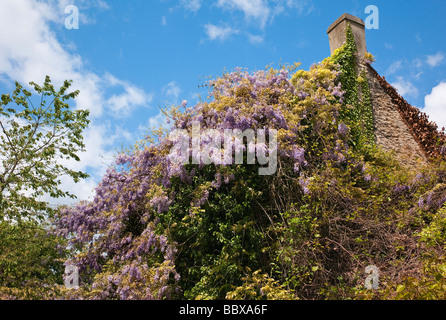 Wisteria couvre le toit d'une maison de Ewen Gloucestershire Banque D'Images