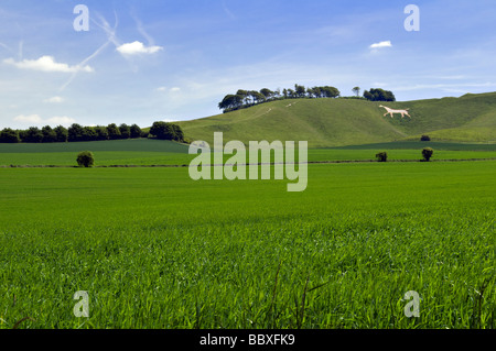 Winfield cheval blanc qui est l'un des célèbres chevaux de craie blanche de Wiltshire prises à Winfield près de Calne, Wiltshire Banque D'Images