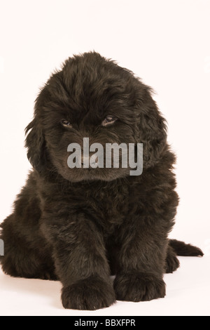 Chiot Terre-neuve Canis familiaris habituellement noir grande race de chien originaire de Terre-Neuve comme un chien de travail Banque D'Images