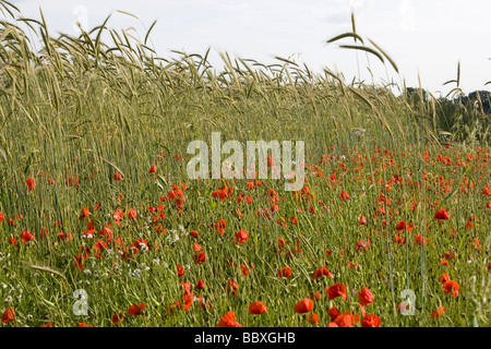 Domaine de blé et de triticale pour l'alimentation des oiseaux sauvages coquelicots Banque D'Images