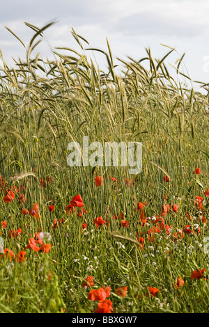 Domaine de blé et de triticale pour l'alimentation des oiseaux sauvages coquelicots Banque D'Images