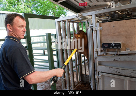 La lecture de l'information des agriculteurs l'oreille avec une étiquette électronique reader off une vache dans un écrasement Banque D'Images