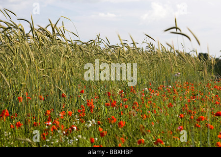 Domaine de blé et de triticale pour l'alimentation des oiseaux sauvages coquelicots Banque D'Images