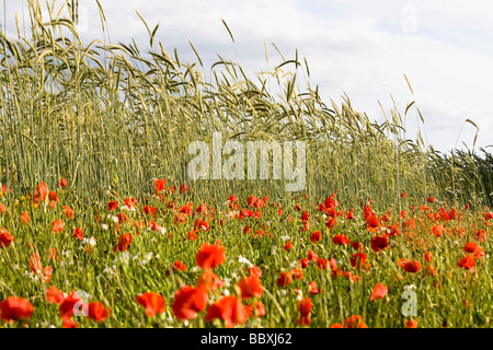 Domaine de blé et de triticale pour l'alimentation des oiseaux sauvages coquelicots Banque D'Images