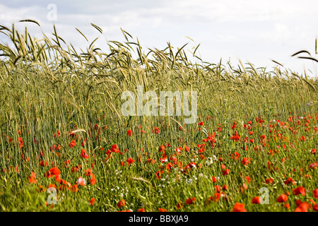 Domaine de blé et de triticale pour l'alimentation des oiseaux sauvages coquelicots Banque D'Images