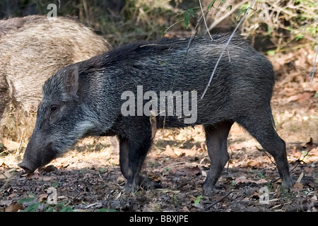 Sanglier indien, Sus scrofa cristatus, également connu sous le nom de cochon ou porc Moupin Andamanais, genre de sanglier, Bandhavargh National Park, Inde Banque D'Images