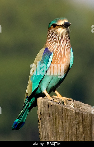 Coracias benghalensis Indian rouleau, Bandhavargh, Parc National, l'Inde Banque D'Images