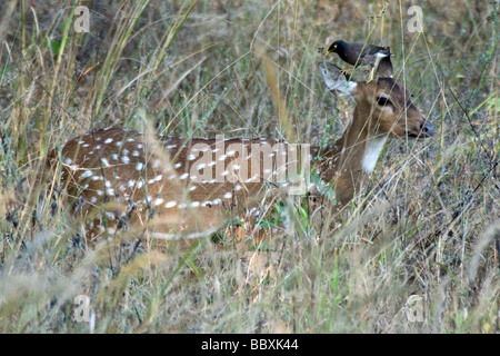 Ou communs myna Acridotheres tristis, Indiens, assis sur Chital aka cheetal, Axis axis, cerf tacheté, chital, cerf, cerf axis, Kanha NP, Inde Banque D'Images