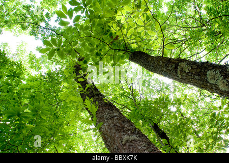 Le Châtaignier (Castanea sativa), les troncs et les feuilles des arbres du Parc Naturel de Redes, Asturias, Espagne, Europe Banque D'Images