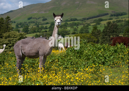 La tonte de l'Alpaga Lama pacos nouvellement adultes dans la zone au début de l'été, Cumbria Banque D'Images