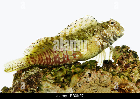 Rock Salarias fasciatus blennies aussi connu comme Rockskipper Jeweled blennies tondeuse et blennies incrustée de poissons de récifs marins tropicaux Banque D'Images